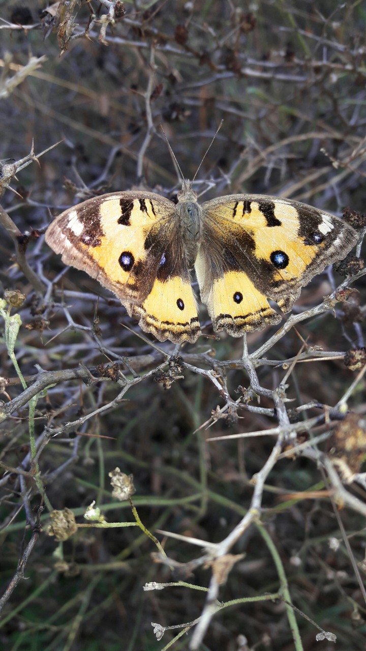 butterfly