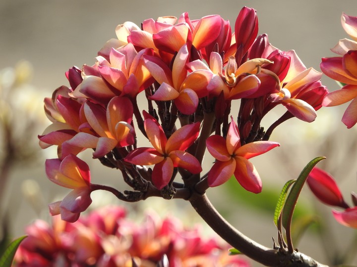 Flowers in the fort
