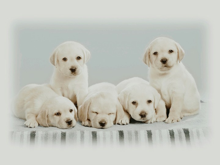 Dogs