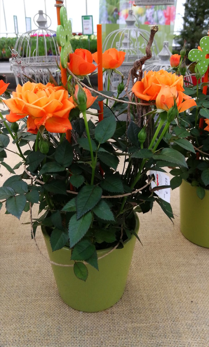 Orange Rosen im Blumentopf