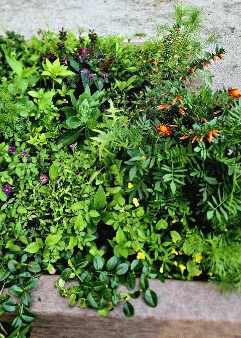 herb, groundcover Hintergrundbilder