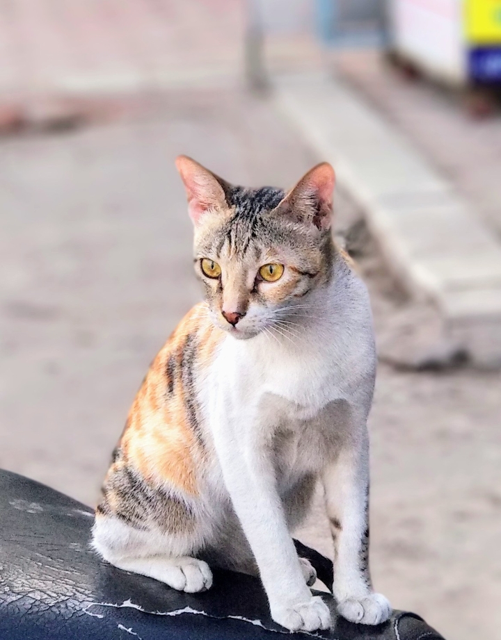 cat lovers