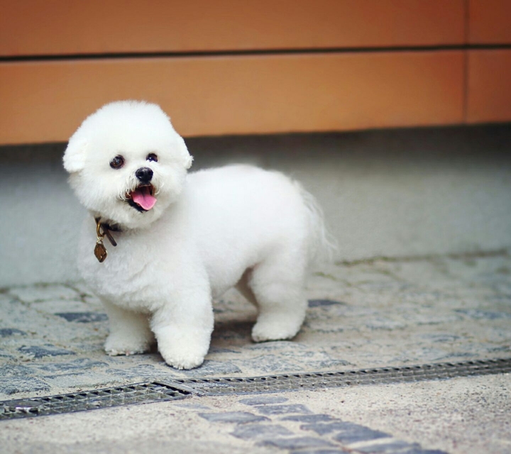 my cute puppy