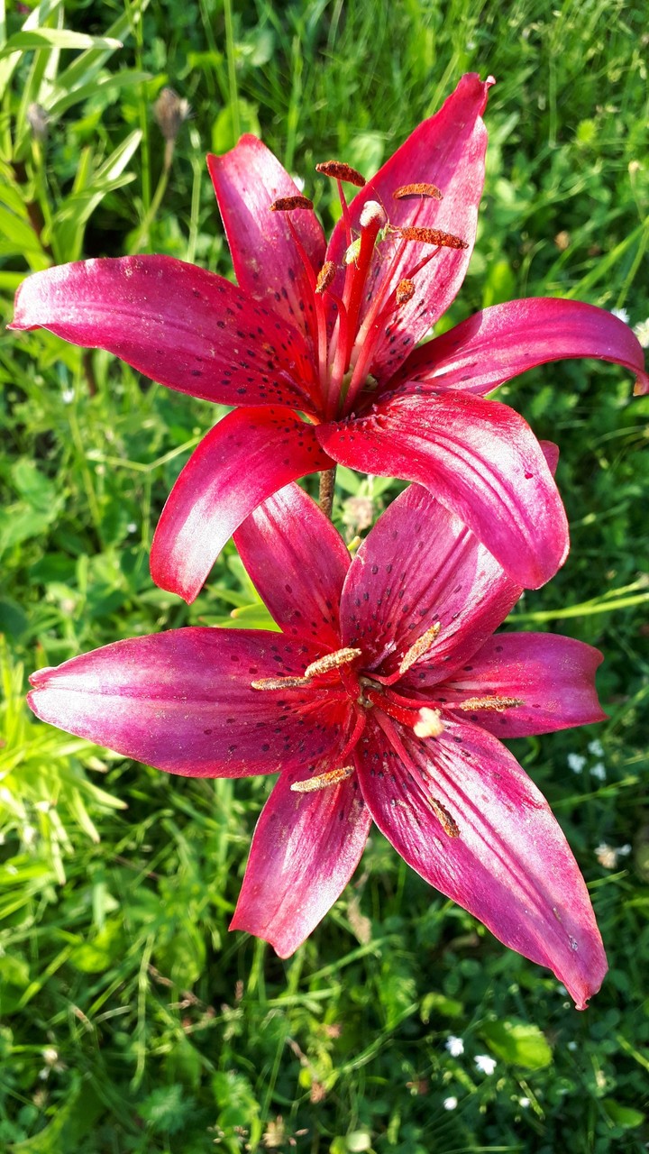 flowers