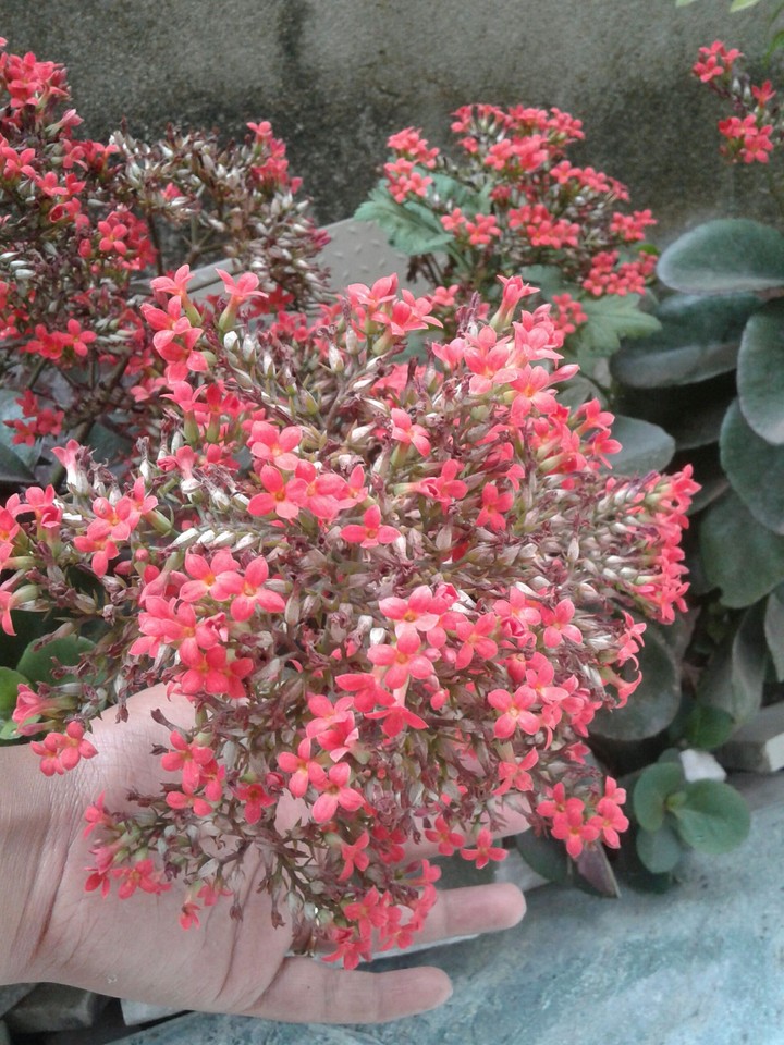 unknown flower
