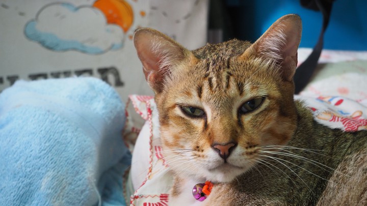 cat
