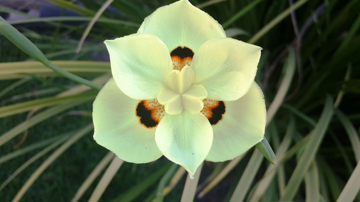 flores
