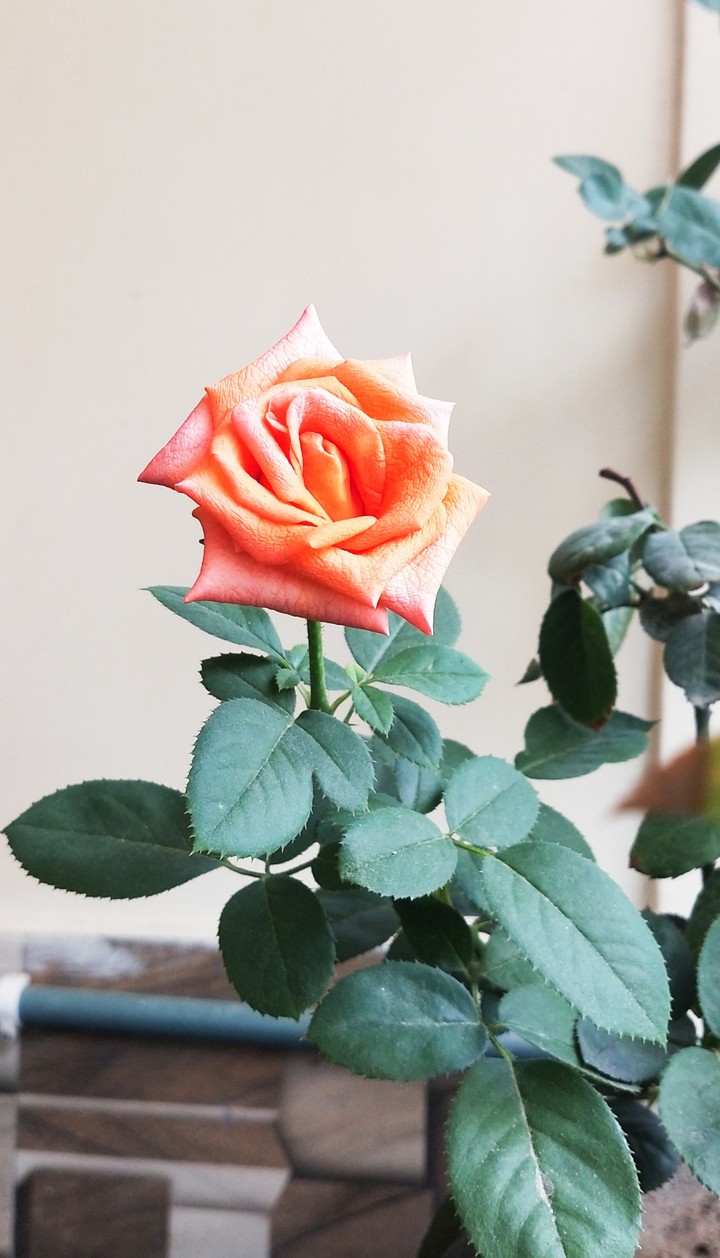 A Rose - One of the most beautiful flower..