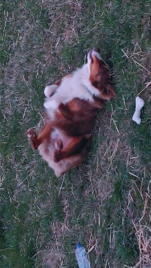 silly bear