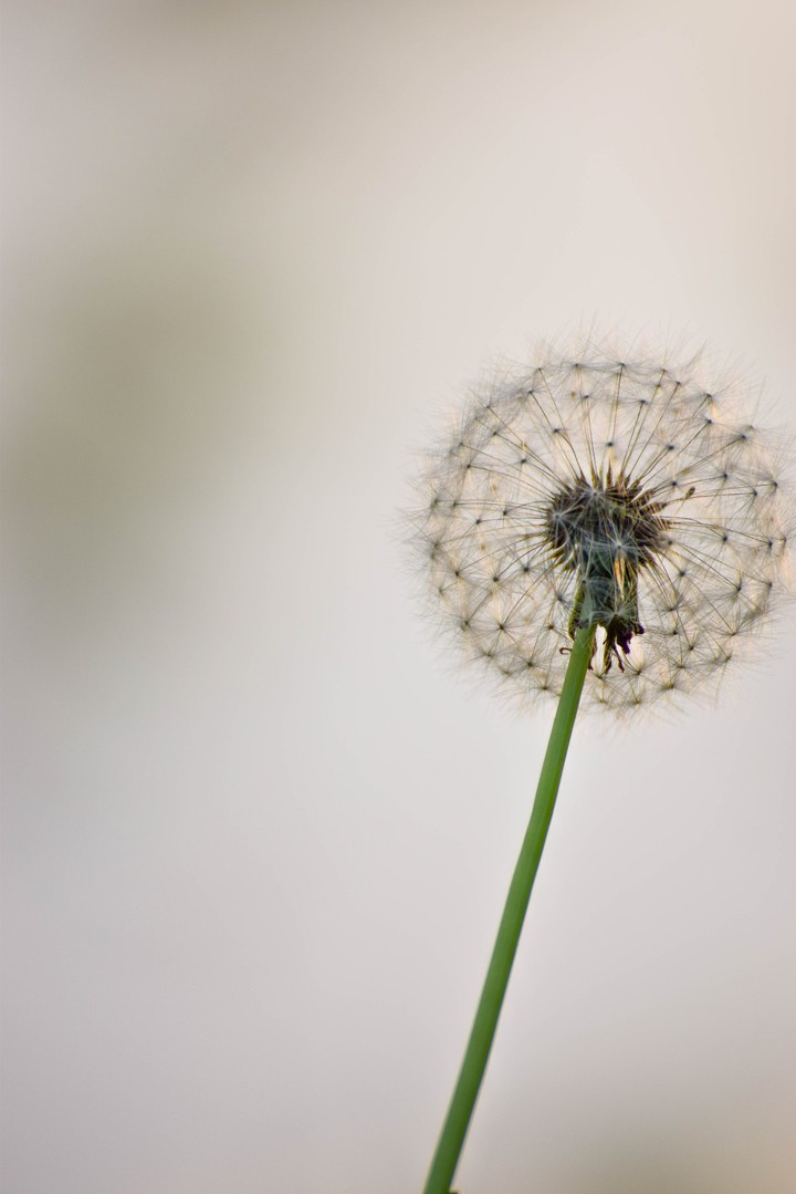 dandelion