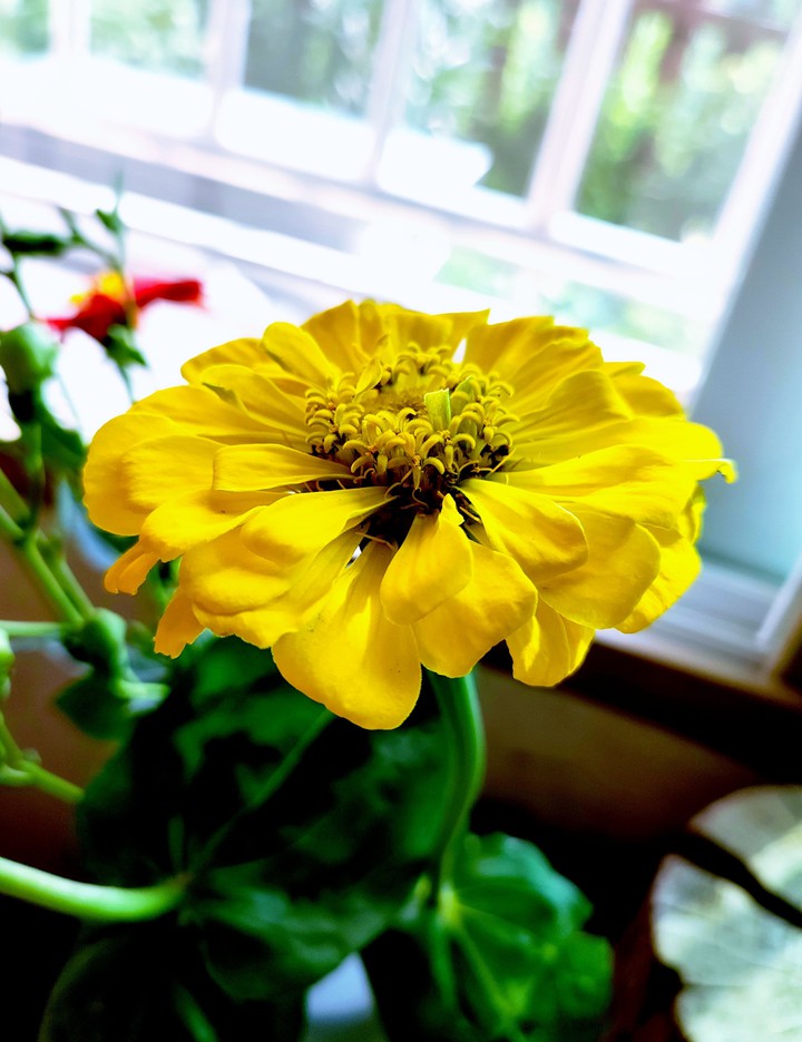 Zinnia elegans1