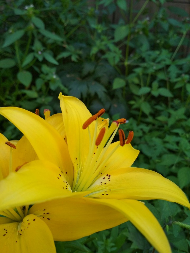 Flowers of Siberia