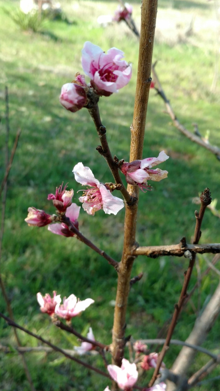 peach tree blossoms