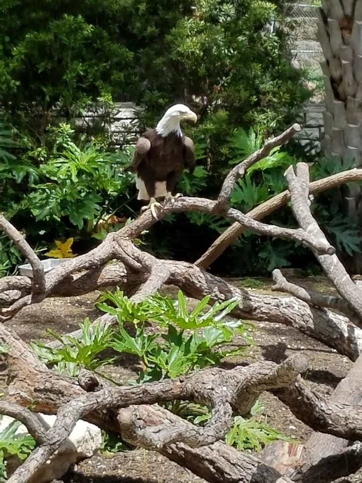 Bald Eagle