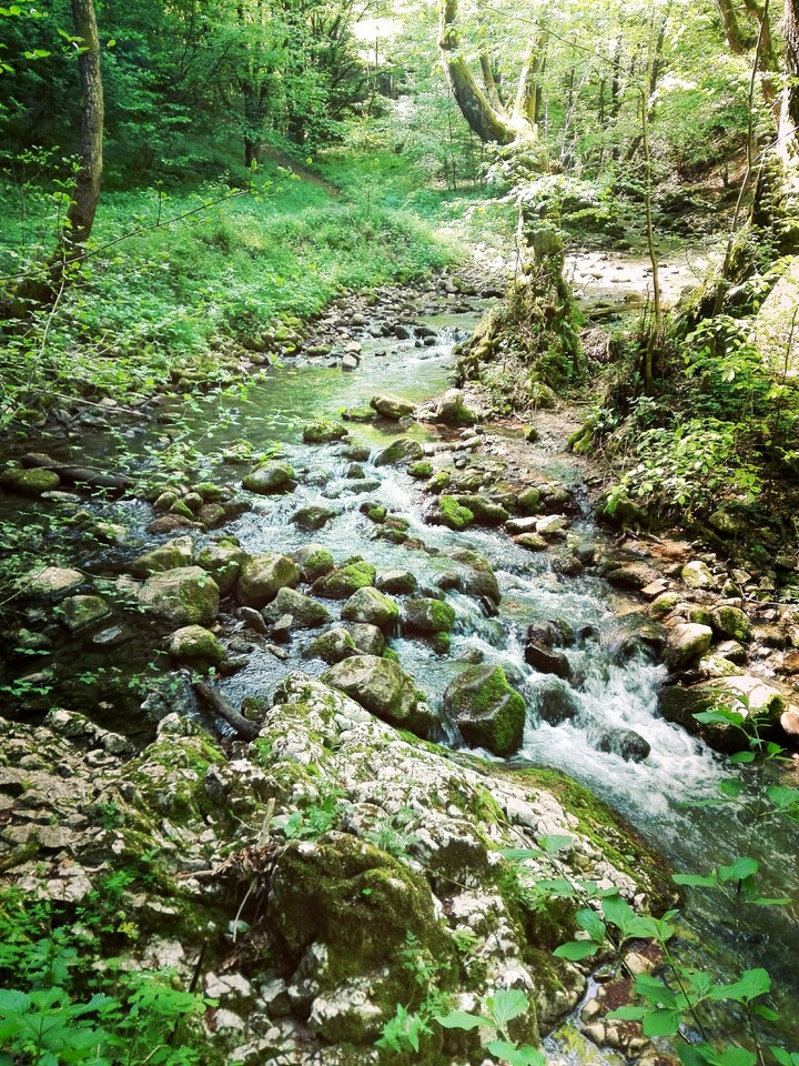 Forest