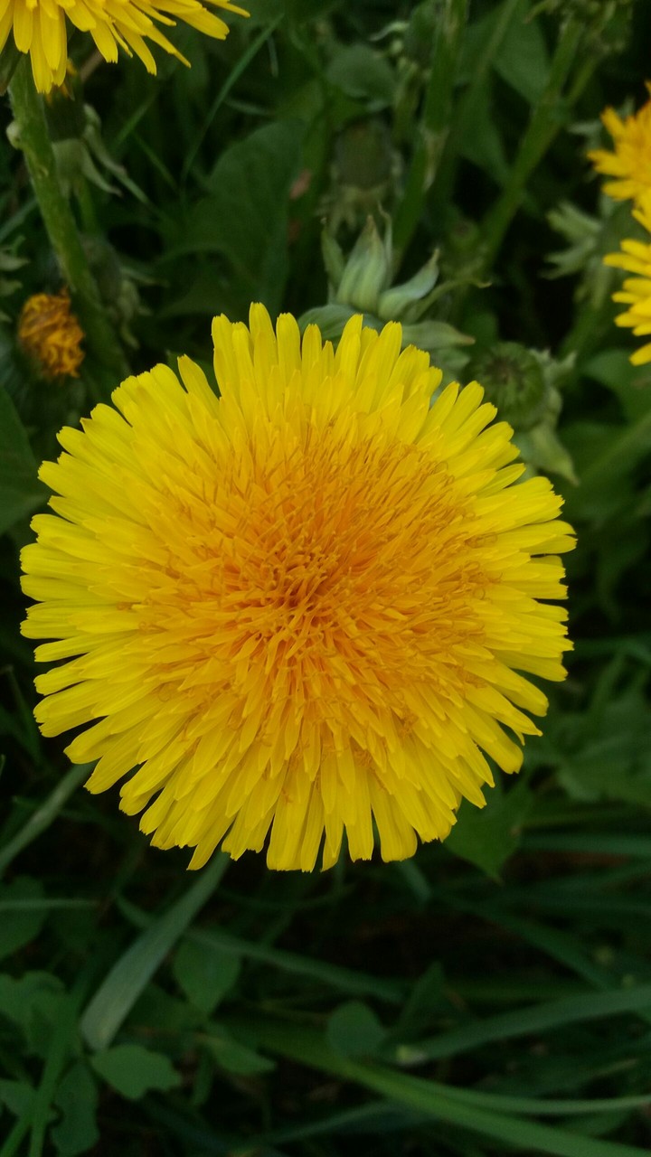orange to yellow