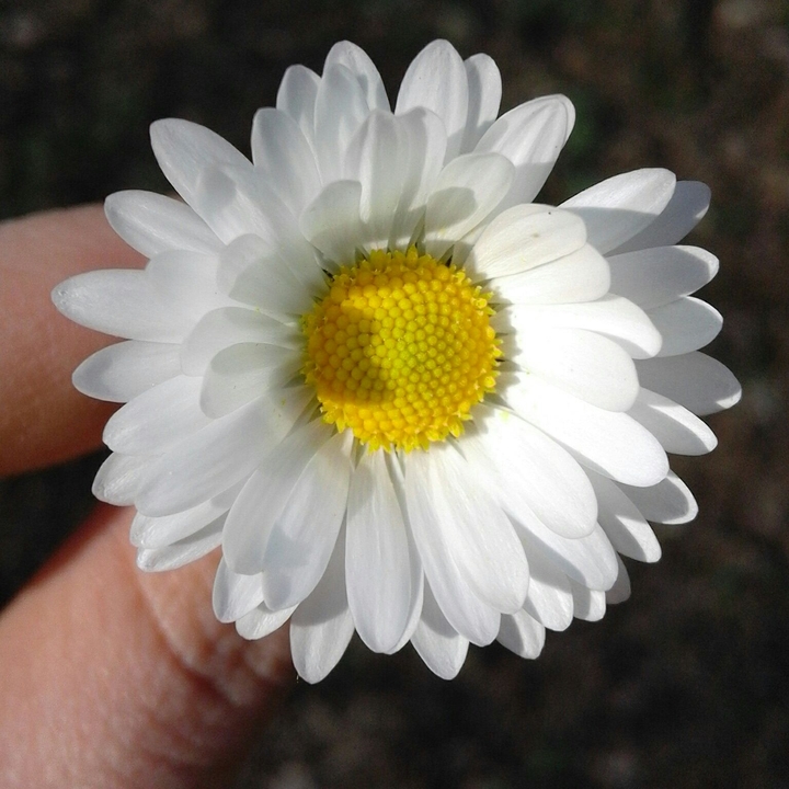 spring