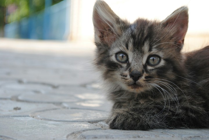 cat