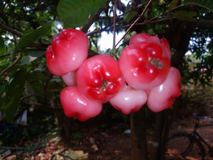 Champakka