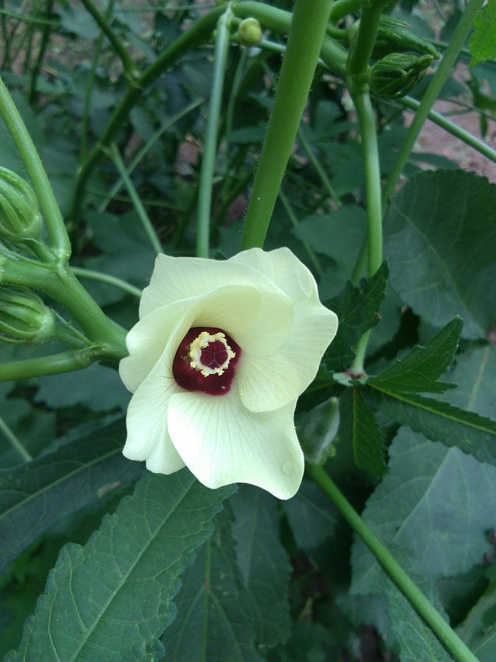 guess what flower it is...