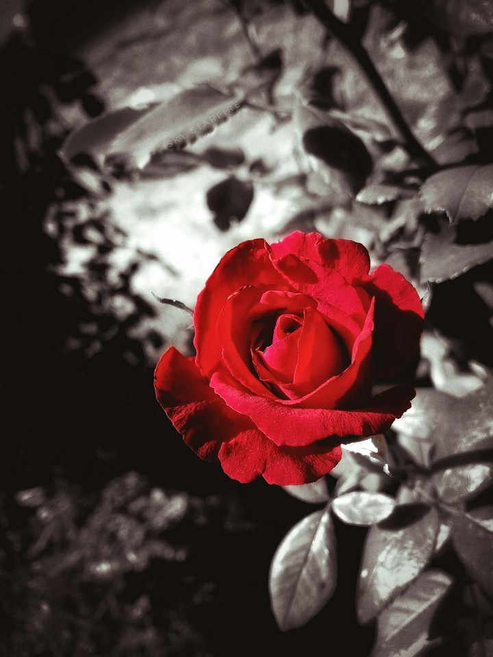 Red rose