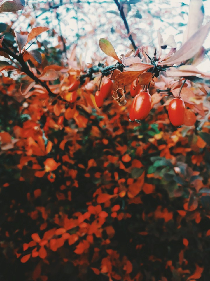 barberry