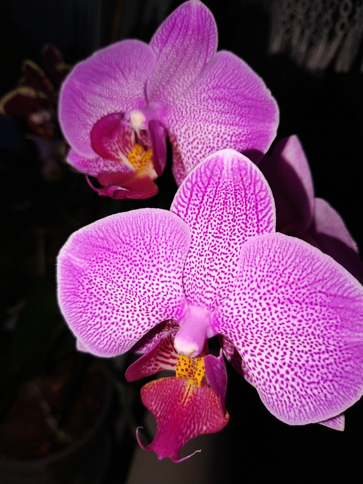 Orchid✨