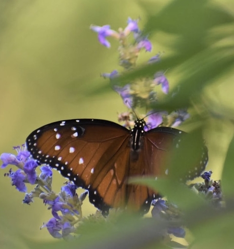 organism, arthropod wallpapers