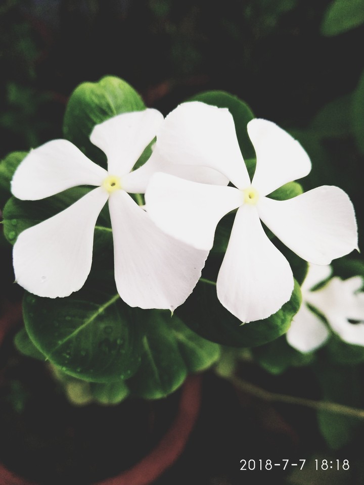 shot_on_Mi_Note5 : Flower