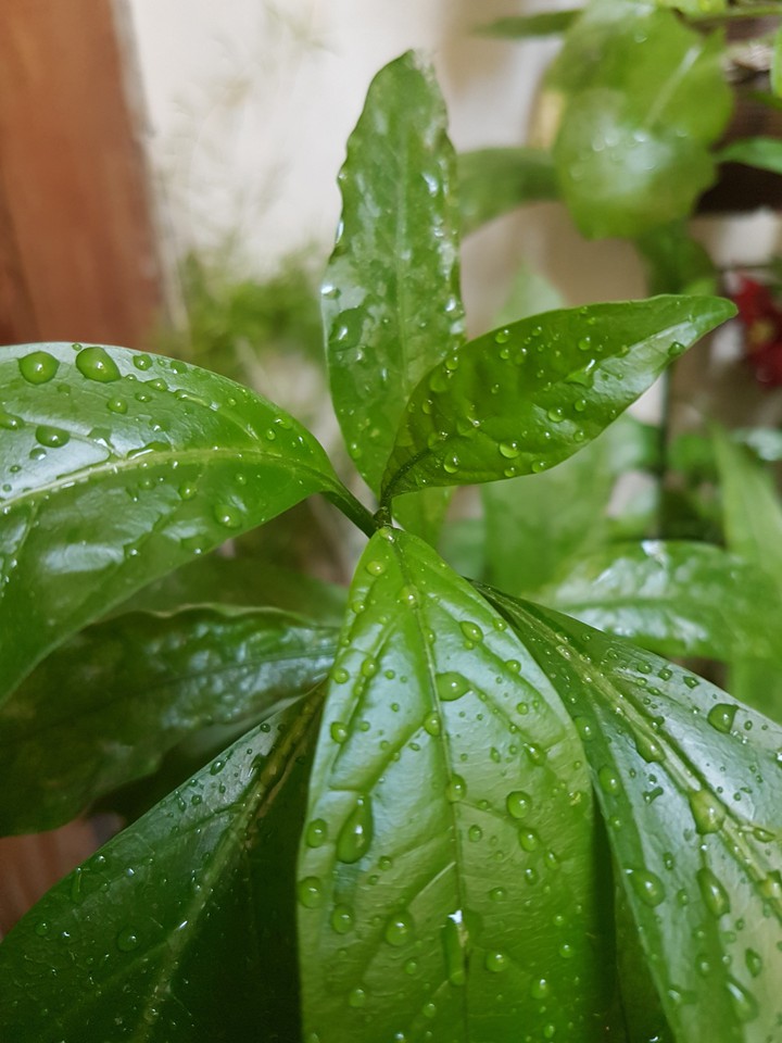 green