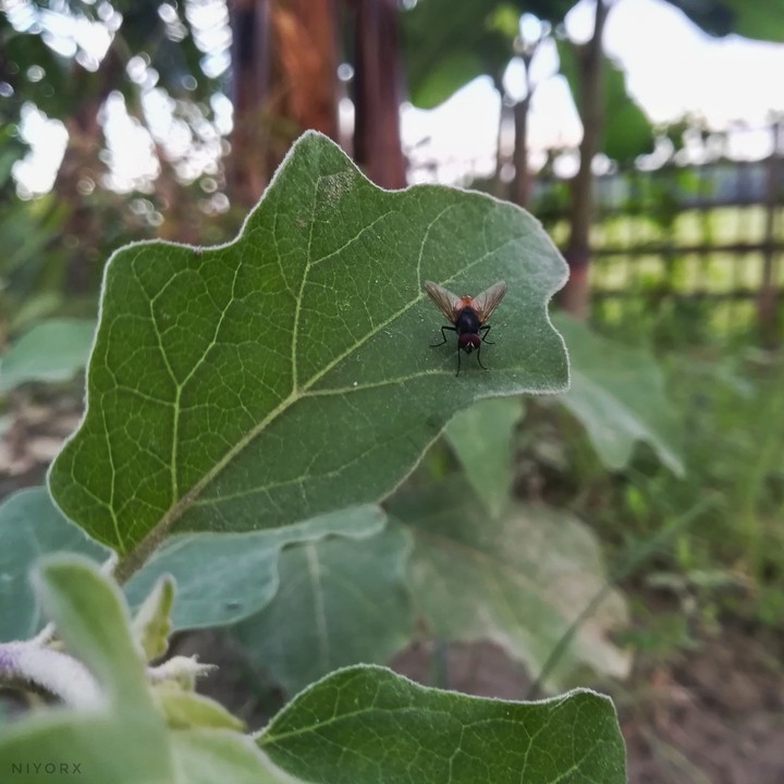 fly