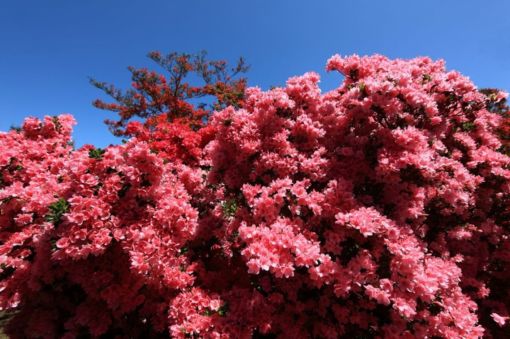 red flower