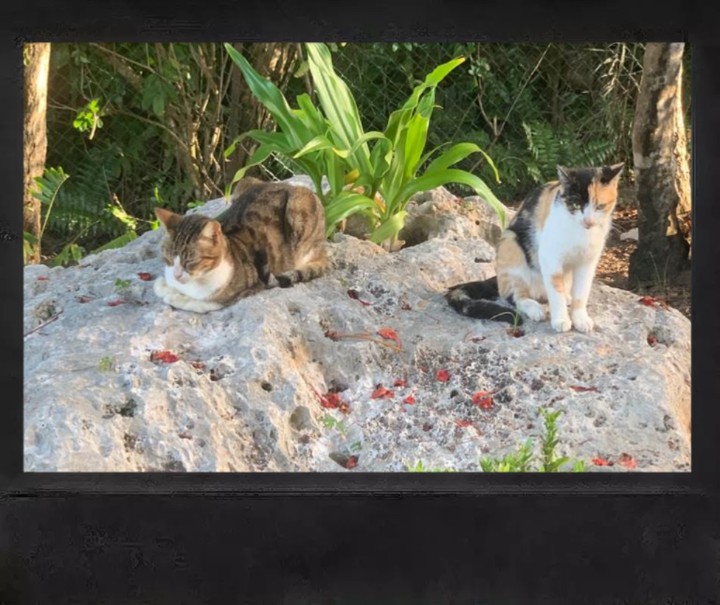 le chat  gatos