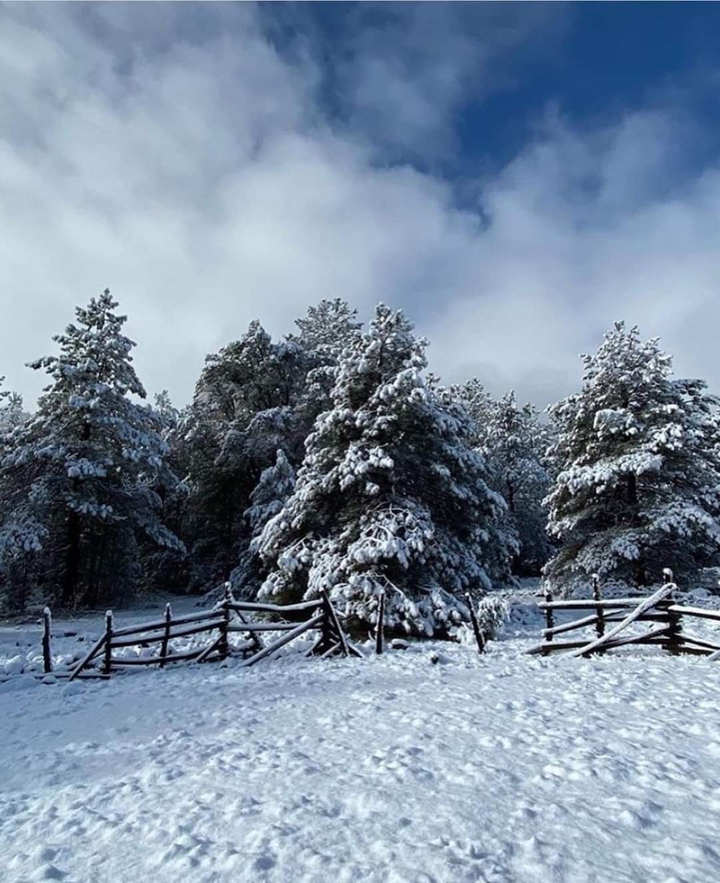 Pinos Madera Chihuahua México la sierra
