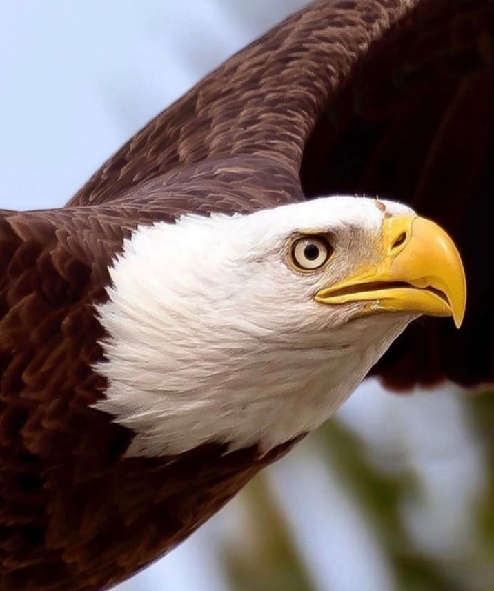 Eagle.