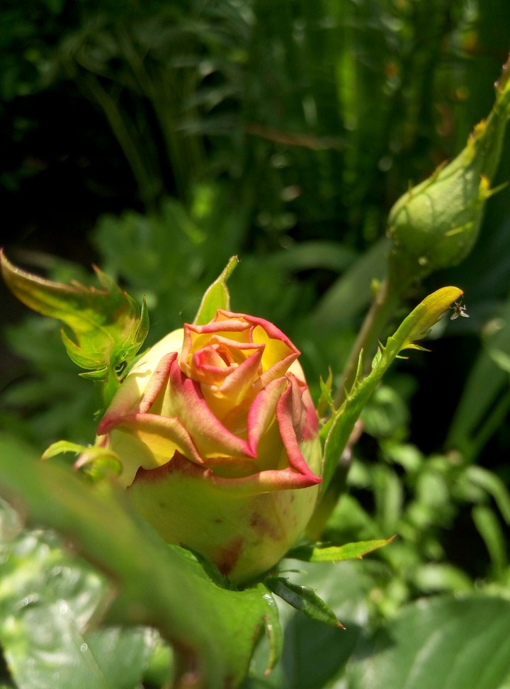 #rose #nature #green #red