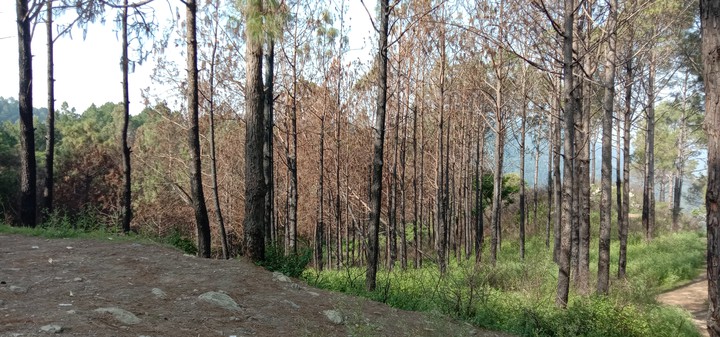 Pine Forest