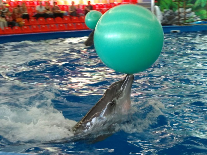 Cute Dolphins