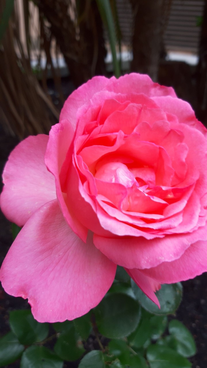 rose