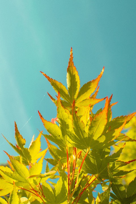 vegetation, arecales wallpapers
