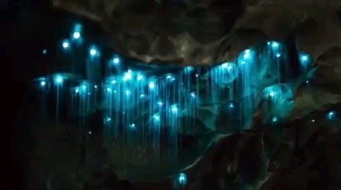Glow Worm Caves, Waitoma, New Zealand