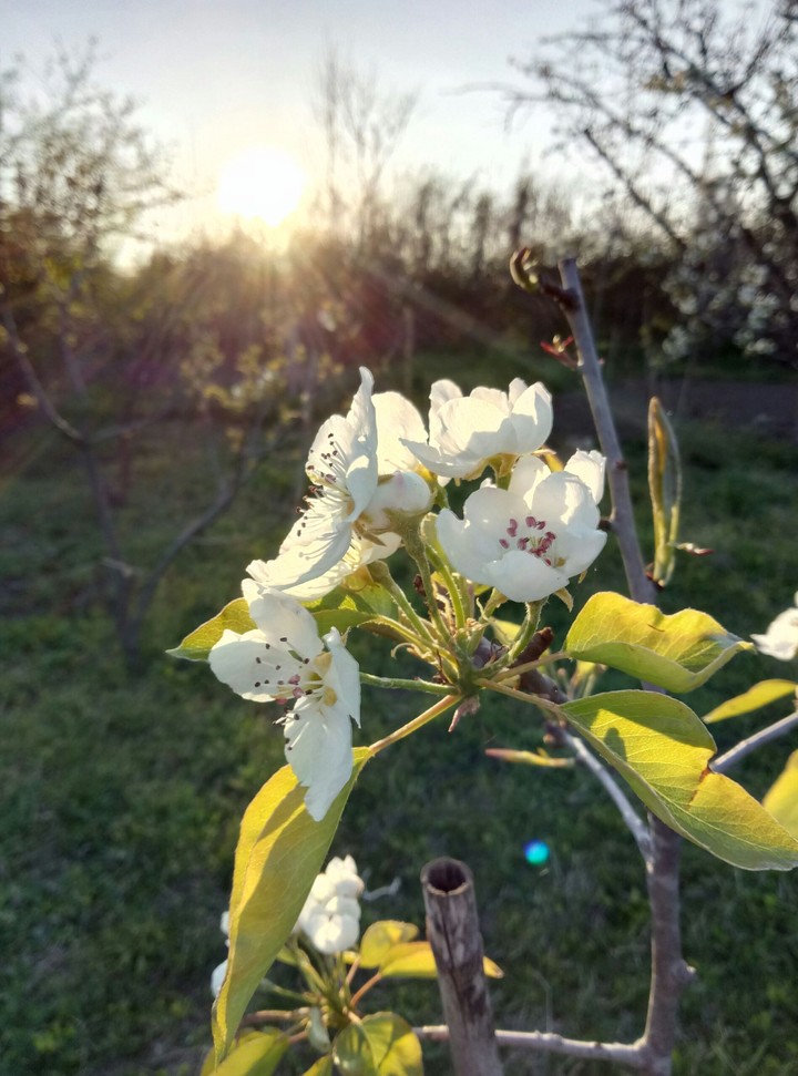 Spring flower and sun