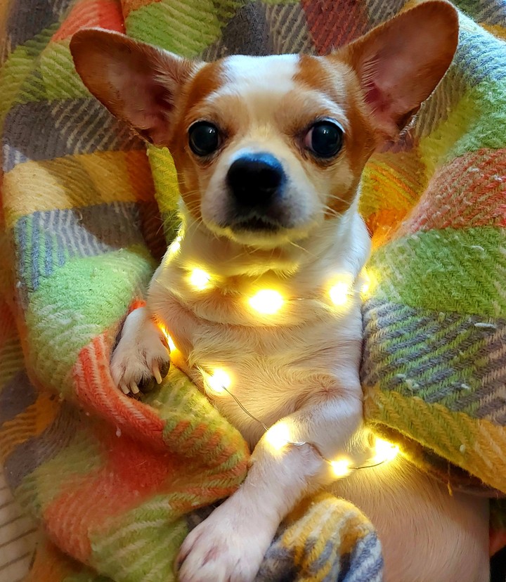 dog