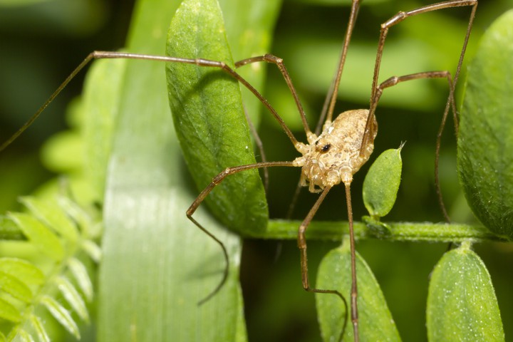 Harvestman