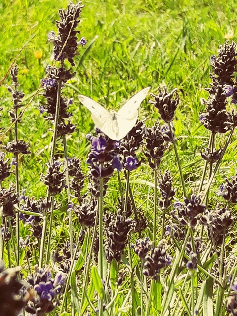 Schmetterling