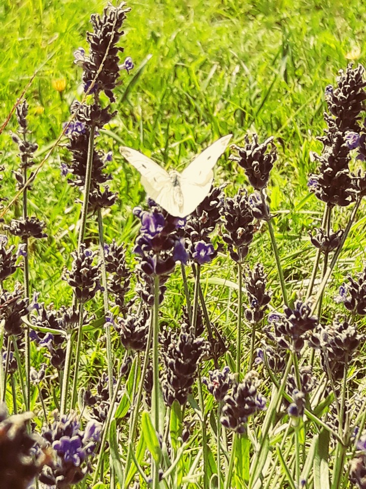 Schmetterling