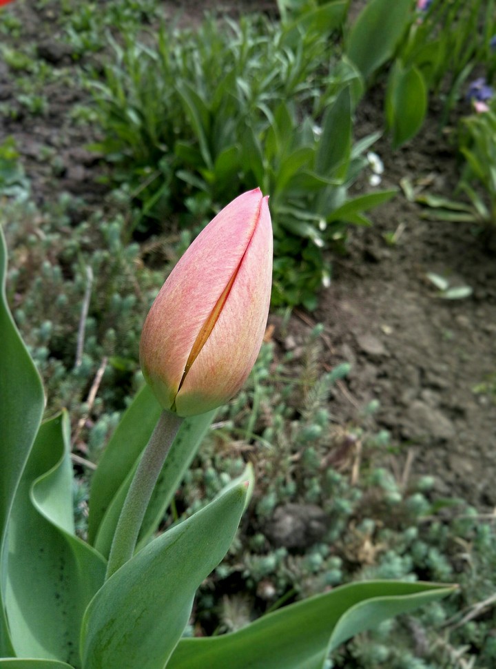 Little springs tulip
