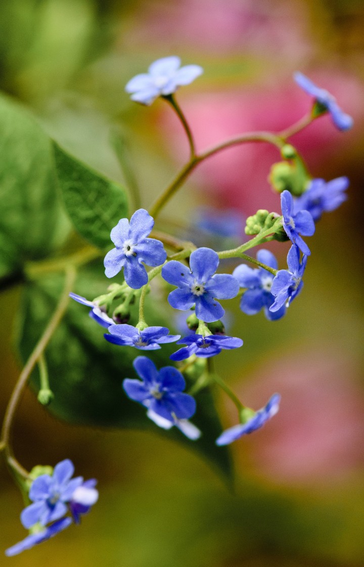 Forget-me-not