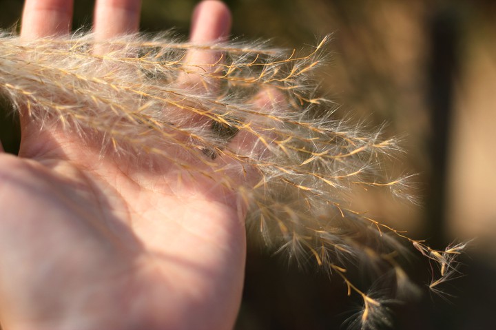 억새_miscanthus_silver grass