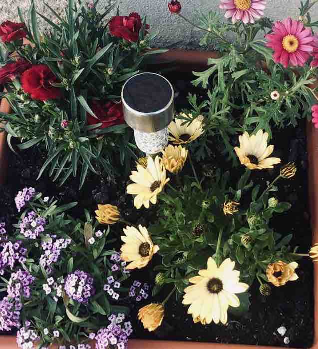 ?flowers?